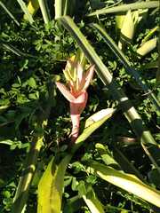 Billbergia amoena