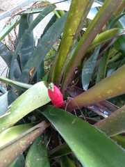 Billbergia amoena