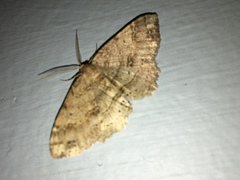 Melanolophia signataria