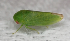 Hyalojassini