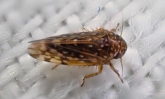 Xestocephalus tessellatus