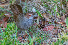 Dasyornis broadbenti