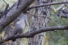 Patagioenas maculosa
