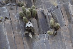 Trichocereus candicans