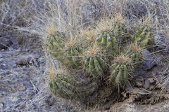 Trichocereus candicans