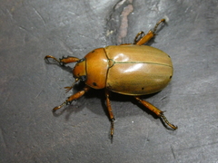 Pelidnota costaricensis