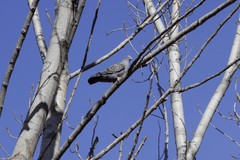 Patagioenas maculosa