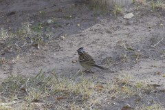 Zonotrichia capensis
