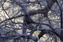 Turdus chiguanco