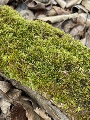 Sciuro-hypnum populeum