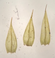 Sciuro-hypnum populeum