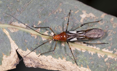 Rayieria basifer