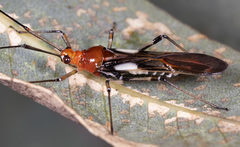 Rayieria basifer