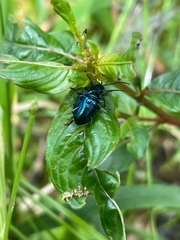 Alticina