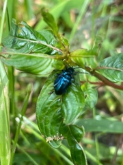 Alticina