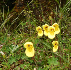 Calceolaria scapiflora