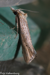 Cochylimorpha decolorella