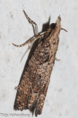 Acroclita subsequana