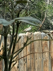 Passer domesticus