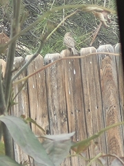 Passer domesticus