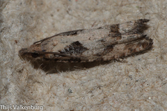 Acroclita subsequana