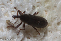 Epimeces