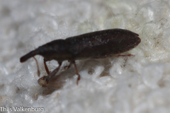 Epimeces