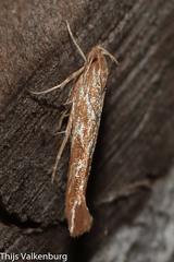 Pyroderces argyrogrammos