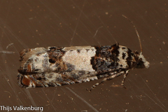 Epinotia thapsiana