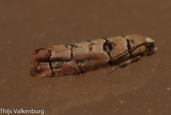 Blastesthia tessulatana