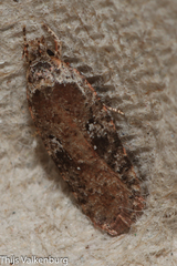Agonopterix purpurea