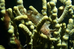 Cristiceps australis