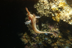 Cristiceps australis
