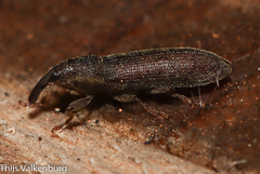 Epimeces