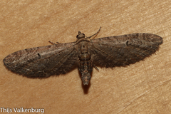 Eupithecia innotata