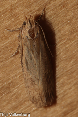 Platyedra subcinerea