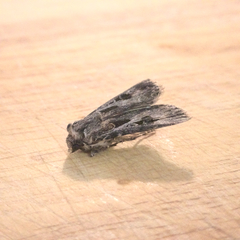 Agrotis