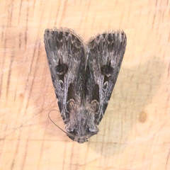 Agrotis