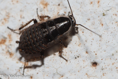 Phyllodromica panteli