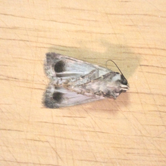 Agrotis