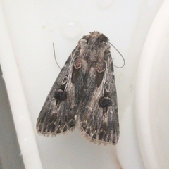 Agrotis