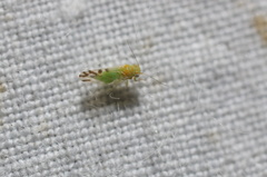 Heteropsylla