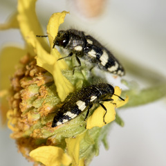 Acmaeodera vernalis