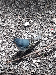 Fringilla coelebs palmae