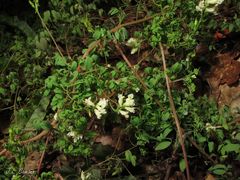 Ceratocapnos claviculata