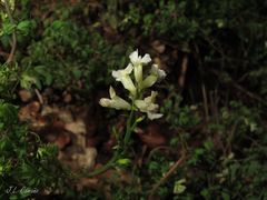 Ceratocapnos claviculata
