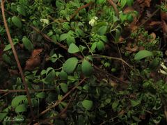 Ceratocapnos claviculata