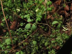 Ceratocapnos claviculata