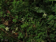 Ceratocapnos claviculata