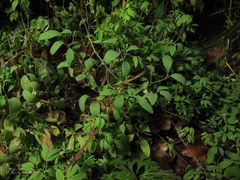 Ceratocapnos claviculata